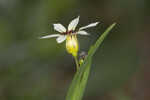 Annual blue-eyed grass